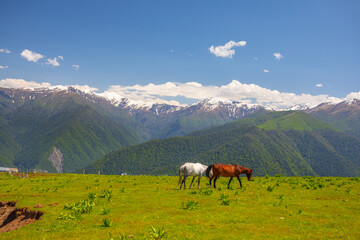 Fototapeta na wymiar Zagatala region of Azerbaijan. Beautiful Landscape with Horses in Hongozor place. Caucasus Mountains
