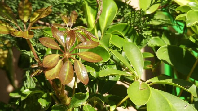 Schefflera arboricola is flowering plant in family Araliaceae, native to Taiwan as well as Hainan. It is dwarf umbrella tree, as it resembles smaller version of umbrella tree, Schefflera actinophylla