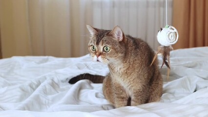 Funny cat sktish straight watching toy on bed in room.
