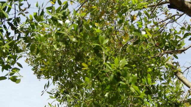 Phillyrea latifolia, commonly known as green olive tree or mock privet, is a species of tree in the family Oleaceae.