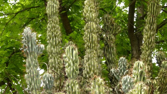 Cereus repandus (Cereus peruvianus, giant club cactus, hedge cactus, cadushi, kayush), Peruvian apple cactus, is a large, erect, thorny columnar cactus found in South America as well Dutch Caribbean.