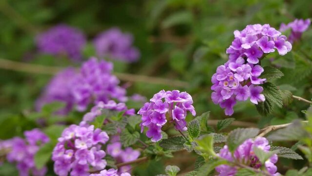 Lantana montevidensis is a species of lantana known by many common names, such as: trailing lantana, weeping lantana, creeping lantana, small lantana, purple lantana or trailing shrubverbena.