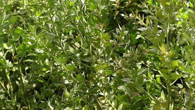 Ruscus aculeatus, known as butcher-broom, is a low evergreen Eurasian shrub, with flat shoots known as cladodes that give the appearance of stiff, spine-tipped leaves.