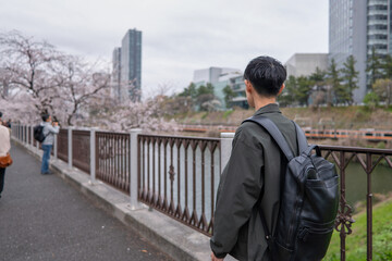 Fototapeta na wymiar 桜の咲く街を歩く男性の後ろ姿