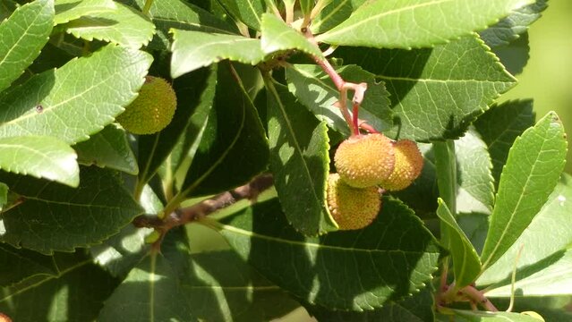 Arbutus unedo (strawberry tree) is an evergreen shrub or small tree in the family Ericaceae, known as either Irish strawberry tree, or cain or cane apple, or sometimes Killarney.