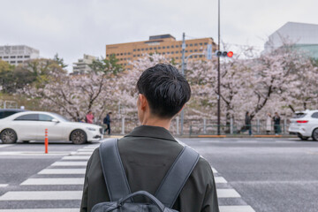 満開の桜の街を歩く男性の後ろ姿