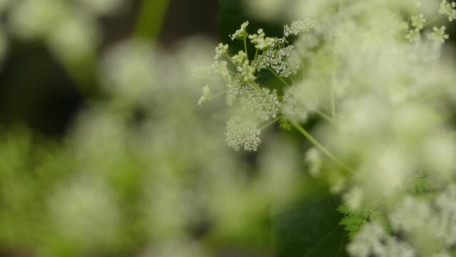 Conium maculatum (hemlock or poison hemlock) is a highly poisonous biennial plant herbaceous flowering plant in the carrot family Apiaceae, native to Europe and North Africa.