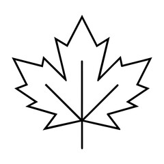 illustration of a maple leaf