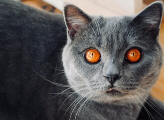 black and white cat