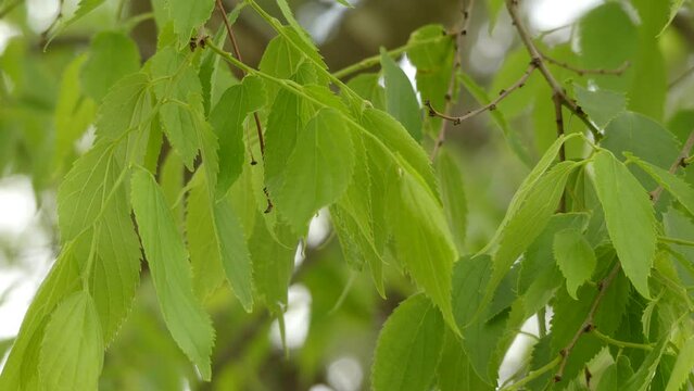 Celtis australis, commonly known as the European nettle tree, Mediterranean hackberry, lote tree, or honeyberry, is a deciduous tree native to southern Europe, North Africa, and Asia Minor.