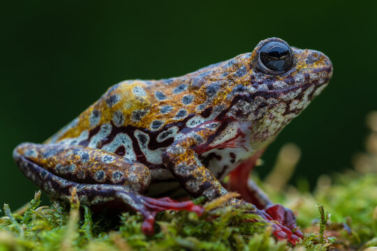 Painted Spotted Reed Frog