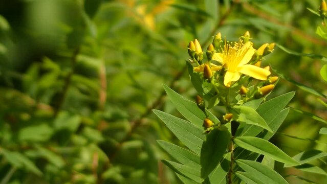 Hypericum canariense is a species of St. John's-wort known by the common name Canary Islands St. Johns-wort. It is endemic to the Canary Islands.