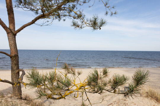 Blick auf den Sandstrand und die Ostsee bei K&uuml;hlungsborn, eingerahmt von &Auml;sten einer K&uuml;stenkiefer.