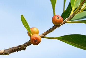 Berries of the Chinese banyan (Ficus microcarpa)