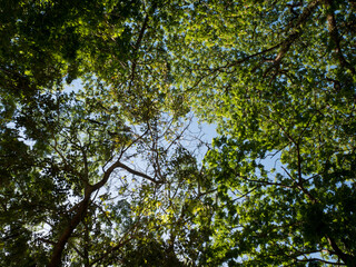 Look up tree to the sky
