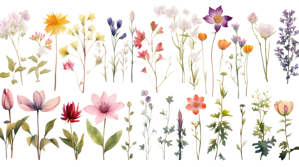 Set of watercolor wildflowers painting isolated on clear png background and transparent background. Fresh and nature concept for nature decorative and flower element, AI generative.	