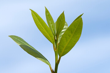 Fresh leaves of bay laurel (Laurus nobilis) in spring