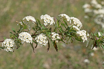 Bridal wreath (Spiraea 'Arguta') in the hedge of a garden in spring time