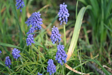 ムスカリ　grape hyacinth (esp. the starch grape hyacinth, Muscari neglectum)