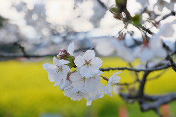 埼玉県　都幾川桜堤　染井吉野　Saitama Prefecture, Toki River Cherry Blossom Bank