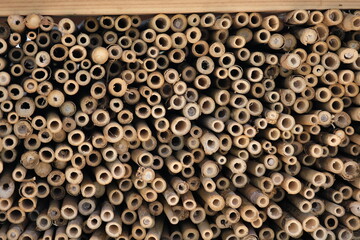 切った竹　薪　Cut bamboo