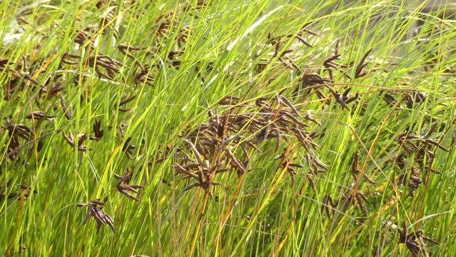 Bolboschoenus maritimus is species of plant from family Cyperaceae. Common names for this species include sea clubrush, cosmopolitan bulrush, alkali bulrush, saltmarsh bulrush, and bayonet grass.