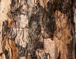 Tree brown Bark texture natural
