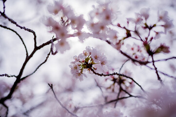 桜