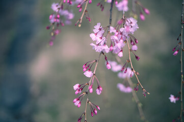 枝垂れ桜