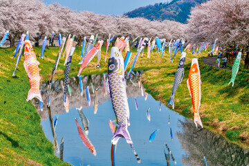 日本の春の原風景。桜と鯉のぼりが水面の映る。満開の桜と青面の下を泳ぐ鯉のぼり。お花見日和。
