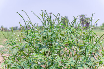 Characteristics of the green leaf stem and white flowers of the herbaceous plant Heliotropium indicum.