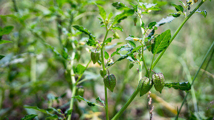 Fototapeta na wymiar Characteristics of the stem, leaves and green fruit of the herbal plant Physalis minima.