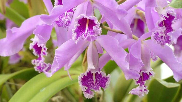 Cattleya maxima is a species of orchid in subfamily Epidendroideae found from Venezuela to Peru.