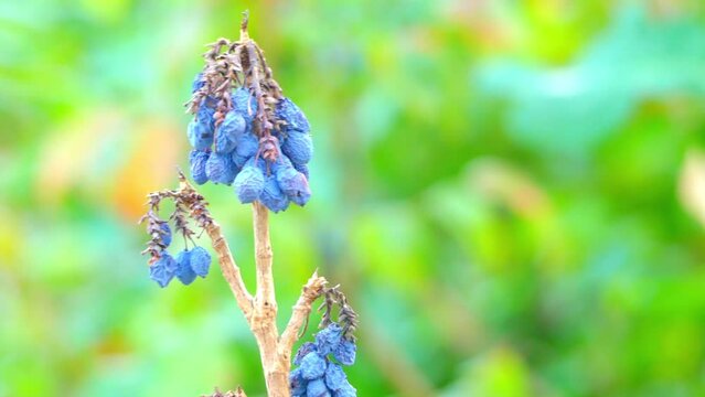Mahonia aquifolium (Oregon-grape or Oregon grape)
