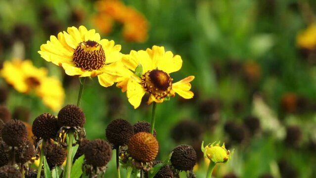 Helenium-Hybride Goldrausch