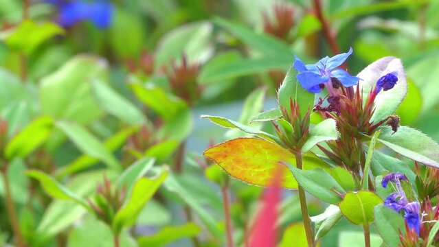 Ceratostigma or leadwort, plumbago, is genus of eight species of flowering plants in family Plumbaginaceae, genus Plumbago, native to warm temperate to tropical regions of Africa and Asia.