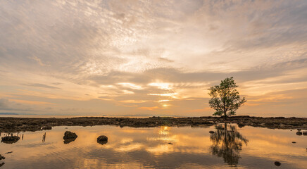 Sunset sky clouds in the evening with golden sunlight over stone beach and lonely tree and reflections in water