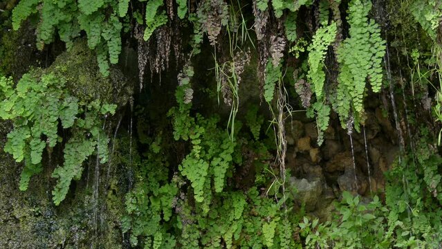 Adiantum capillus-veneris, the Southern maidenhair fern, black maidenhair fern, maidenhair fern, and venus hair fern, is a species of ferns in the genus Adiantum and the family Pteridaceae