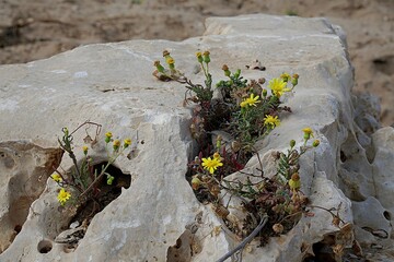 Yellow flowers in stone by the sea