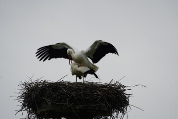 White storks mating (Ciconia ciconia) Ciconiidae family. Hanover - Leinewiesen, April 7,...