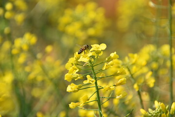 bee on yellow flower