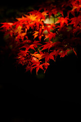 Bright red leaves during late autumn in Japan