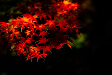 Bright red leaves during late autumn in Japan