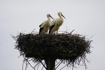 In this picture you can clearly see that the female stork on the left is smaller than the male...