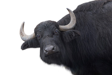 Carpathian buffalo isolated on a white