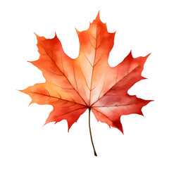 Fototapeta premium Autumn forest maple leaf watercolor style, illustration.