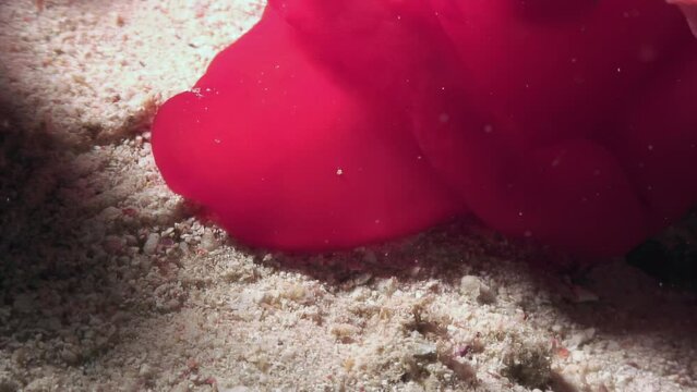 Spanish dancer Hexabranchus sanguineus is visually impressive with red color. In underwater world, Spanish dancer Hexabranchus sanguineus is visually impressive with bright red color. Red Sea.
