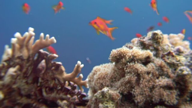 Relaxing underwater video, school of fish near coral on pure blue background. Underwater serenity meets playful charm as nice small orange fishes frolic around delicate soft corals. Relaxing video.