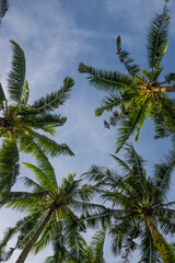 palm tree and blue sky