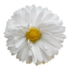 Selbstklebende Fototapeten Daisy flower blossom, close up, isolated image on transparent background © Jan